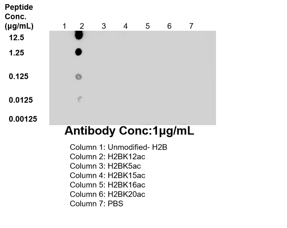 Dot Blot experiment of / using 86731-1-RR (same clone as 86731-1-PBS) Dot Blot experiment of / using Acetyl-Histone H2B (Lys12) Recombinant monoclonal (86731-1-RR)